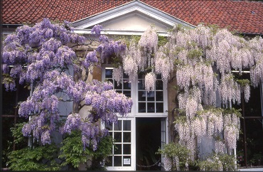Bild Orangerie im botanischen Garten